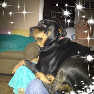 Meet your Posher, Diane ed